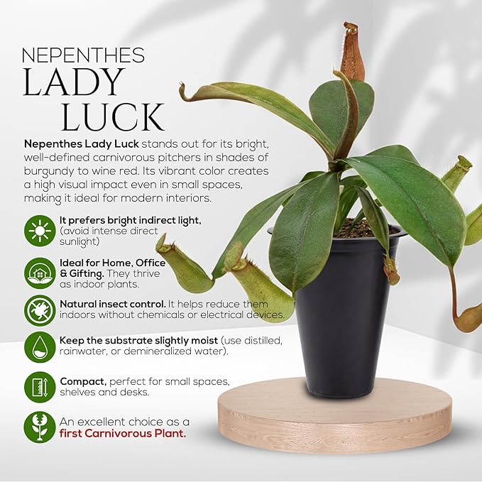 Pitcher Plant Nepenthes Alata (4 Pack) Rare Nephentes Live Plants-Carnivorous Insect Eating Plant, Indoor Tropical Houseplant, Easy Care Pitcher Plant Live, Starter Size Carnivorous Plant for Indoor