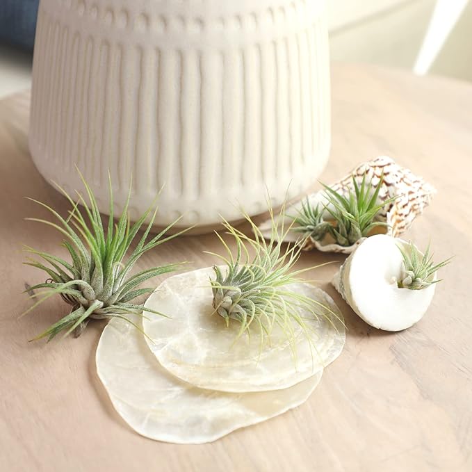 Air Plant Low Light House Plants Box (5PK) Tillandsia Air Plants Live Houseplants Live Indoor Plants Live Succulents Plants Live Terrarium Plants Live, Air Plant Holder Airplant Kit by Plants for Pets