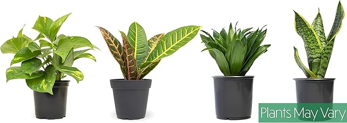 Essential Houseplant Collection (4PK) Live Plants Indoor Plants Live Houseplants in Plant Pots & Costa Farms Live Snake Plant, Easy Care Houseplant in Indoor Garden Plant Pot