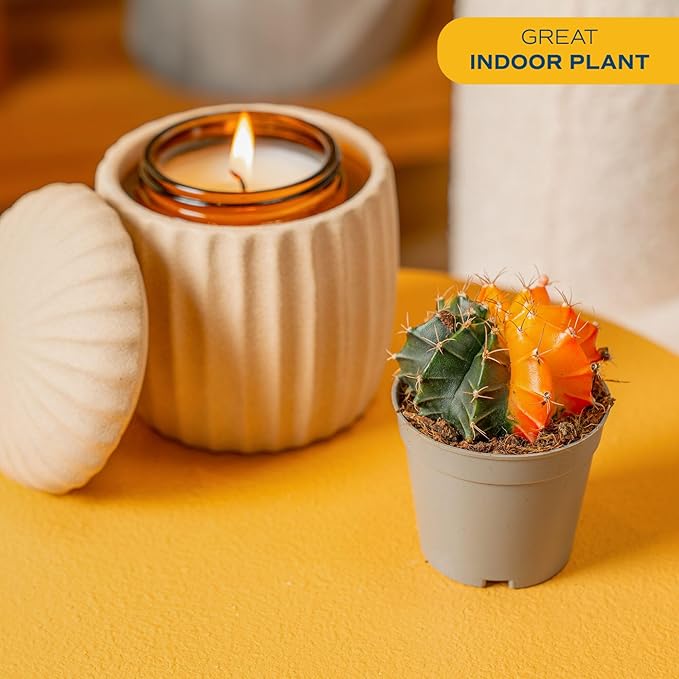 Costa Farms Desert Escape Assorted Variety Rare Cacti Live Plants in Plastic Pots, Easy‑Care Indoor Cactus & Succulent, Houseplant for Room Décor, Housewarming Gifts or Party Favors, 3–5 Inches Tall