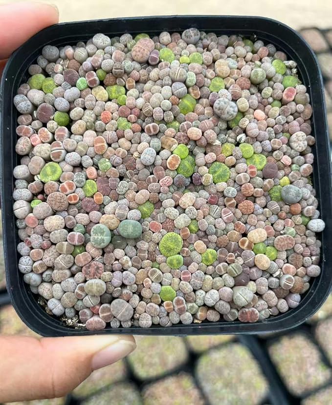 Lithops Seed Mix Freshly Harvest Pack of 50 Seeds Mix