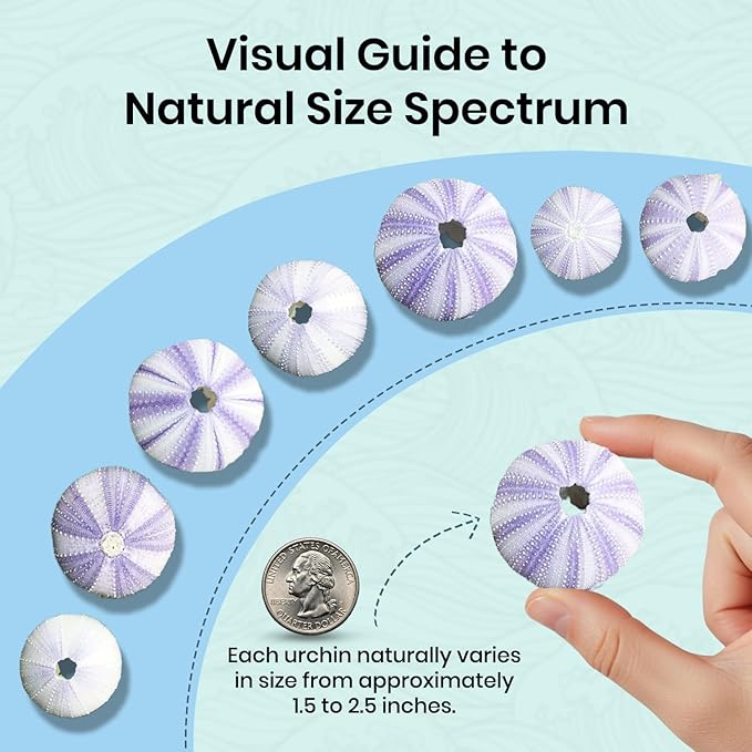 Nautical Crush Trading Sea Urchins Shells for Air Plants - 12 Purple (1.5-2.5") Sea Urchin Shells - Hanging Air Plant Holder - Air Plants Live Holders - Air Plant Pot - No Plants Included