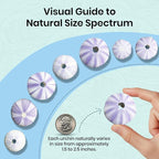 Nautical Crush Trading Sea Urchins Shells for Air Plants - 8 Purple (1.5-2.5") Sea Urchin Shells - Hanging Air Plant Holder - Air Plants Live Holders - Air Plant Pot - No Plants Included
