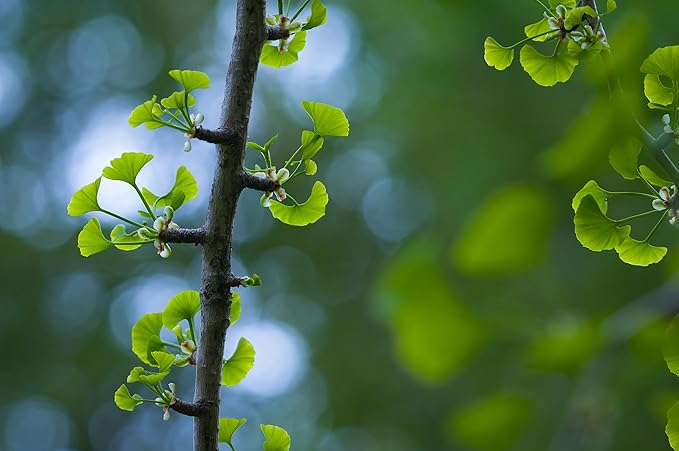 Bonsai Tree | Ginkgo Tree | Seed Grow Kit | The Jonsteen Company