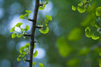 Bonsai Tree | Ginkgo Tree | Seed Grow Kit | The Jonsteen Company