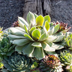 Live Sempervivum Hens and Chicks Succulent Bowl with Mini Plants, Decorative Ceramic Planter by Plants for Pets