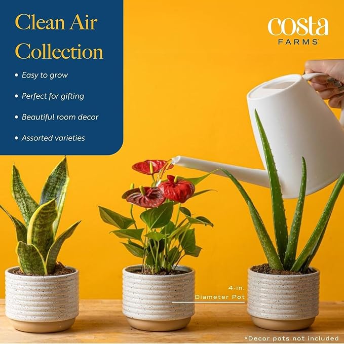 Costa Farms Live Indoor Plant Bundle in Decorative Pots, Easy to Maintain, Air Purifying Indoor Houseplants, Assorted Varieties, Room or Office Decor, House Warming Gift, 8-12 Inches Tall, Pack of 2