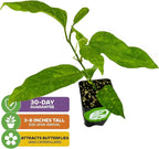 Purple Possum Passion Fruit Live Vine Starter Plant - Passiflora edulis by Wellspring Gardens - Climbing Vine with Aromatic Fruit & Stunning Flowers - Ideal for Outdoor Landscaping & Garden Planting