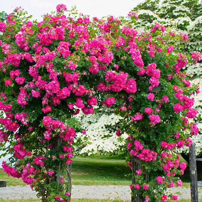 Fragrant Rose Plant Live Bush Shrub or Climbing, Old-Fashioned Roses Summer Rebloomer in 2.5 Inch Pot, Lanscape Rose Plant (Assorted) (Pink Shrub)