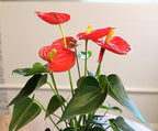 4" Red Anthurium Live Plant Decor, Live House Plants, Anthuriums Live Plants Indoor Plants Live Houseplants, Real Plants Indoor Live Plants, Easy Plant Lover Gifts for Plant Lovers by Plants for Pets