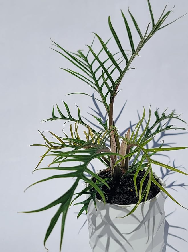 Philodendron Tortum Live Plant | Ships from CA | Available in Modern White Self-Watering Planter | Air Purifying & Pet-Friendly (+ Moden White Self-Watering Planter, Small Plant)