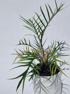 Philodendron Tortum Live Plant | Ships from CA | Available in Modern White Self-Watering Planter | Air Purifying & Pet-Friendly (+ Moden White Self-Watering Planter, Small Plant)