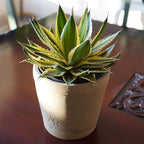 Altman Plants lophantha Quadricolor Agave Plant, Exotic Succulent, Live Plant Decor, Exotic Plants & Rare Plants, Real Plants Live Succulents Plants Live Houseplants, Rare Succulent Plants Live Plants