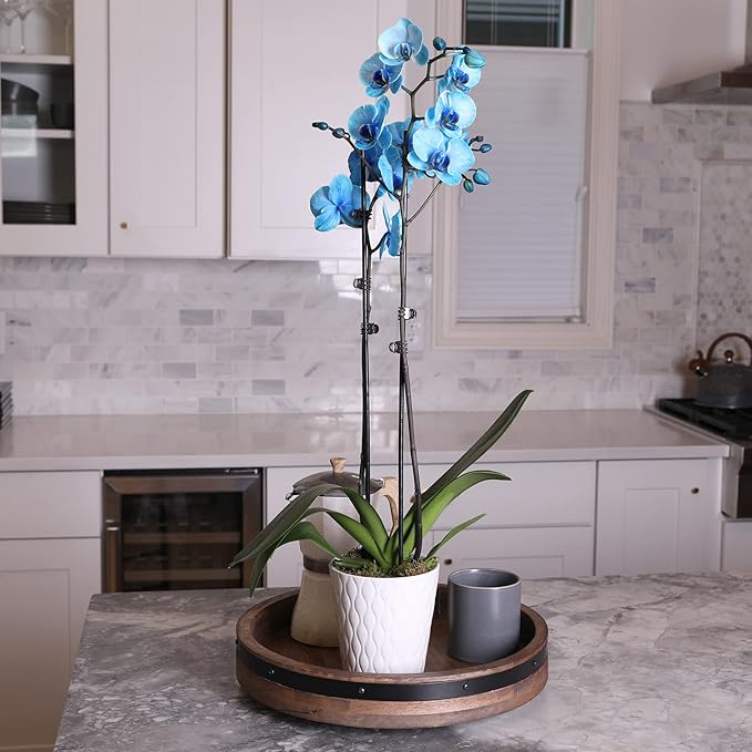 Green Circle Growers Blue Watercolor Orchid in a 5" White Pot, Live Indoor Plants, House Plant