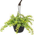 Trailing Elephant Bush Portulacaria Succulent Plant Hanging Basket, Pet Friendly Live Indoor Plants & Succulents, Real Houseplant, Non-Toxic Houseplants for Home or Office