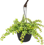 Trailing Elephant Bush Portulacaria Succulent Plant Hanging Basket, Pet Friendly Live Indoor Plants & Succulents, Real Houseplant, Non-Toxic Houseplants for Home or Office