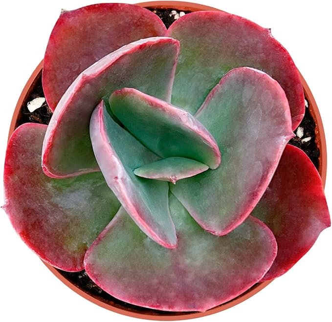 Sprout N Green Echeveria Big Red, Live Succulent Plant Fully Rooted in 4" Pots with Soil Mix, Real Houseplant for Indoor Outdoor Home Office Wedding Decoration Party Favor
