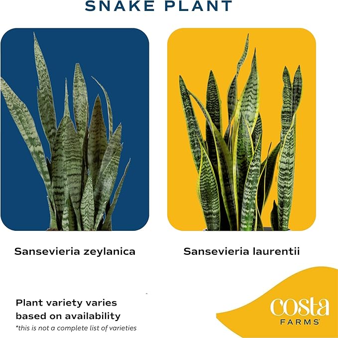 Costa Farms Snake Plant, Easy to Grow Live Plant in Cute Decor Pot, Grower's Choice Houseplant in Soil, Housewarming Gift, Room Decor, 1-2 Feet Tall