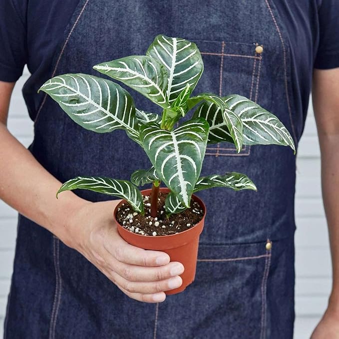 Zebra Aphelandra Live Plant for Indoor | Different Houseplants in 4'' & 6'' Pot | Real House Plant for Living Room, Office, Desk & Bathroom | Zebra Plant | Aphelandra squarrosa