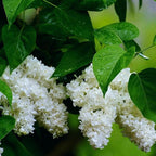 CarpetC 300+ Lilac Seeds for Planting, Hardy Perennial Shrub Non-GMO Fragrant Spring Blooms Syringa vulgaris for Home Outdoor Borders, Hedges & Pollinator Gardens