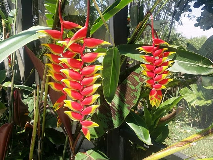 Heliconia Rostrata 'Hanging Lobster Claw/Bird of Paradise' Live Plant Growing Rhizome Tropical Plant