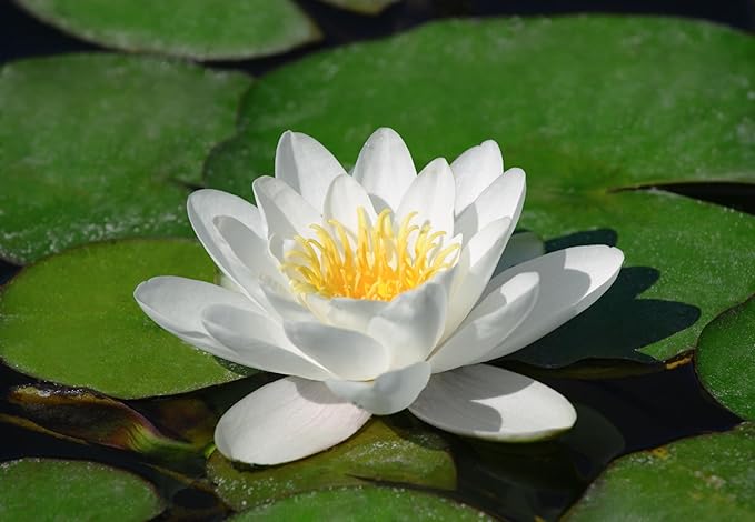 Live Hardy Water Lily Tubers Rhizomes Bulb Seed Nymphaea Aquatic Pond Plants Water Gardens Pre-Grown Flower in White Pink Red Yellow Orange Blue Purple (1, White Hardy Pond Lily)