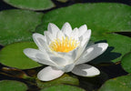 Live Hardy Water Lily Tubers Rhizomes Bulb Seed Nymphaea Aquatic Pond Plants Water Gardens Pre-Grown Flower in White Pink Red Yellow Orange Blue Purple (1, White Hardy Pond Lily)