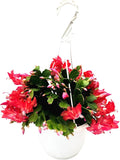 Thanksgiving Cactus, Red Seasonal Blooms, Live Indoor Plant, Flowering Houseplant, Christmas Cactus, 8-Inch Hanging Basket, Holiday Decor, Pet Safe, Free Heat Pack