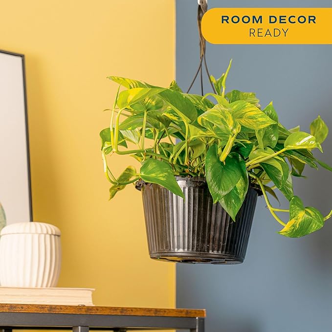 Costa Farms Golden Pothos Live Plant, 10-Inch Hanging Basket, Large Devil's Ivy Trailing Indoor Houseplant, Low Light Easy Care, Boho Home Decor, Housewarming Gift