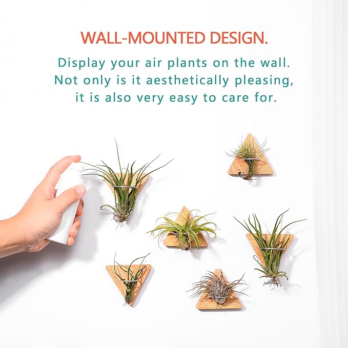 MITIME Air Plants Holders-Real Wood Live Air Plant Holders.Rustic Air Plant Stand,Wall-mounted to save space.(Plants not included)( Triangle Set of 6