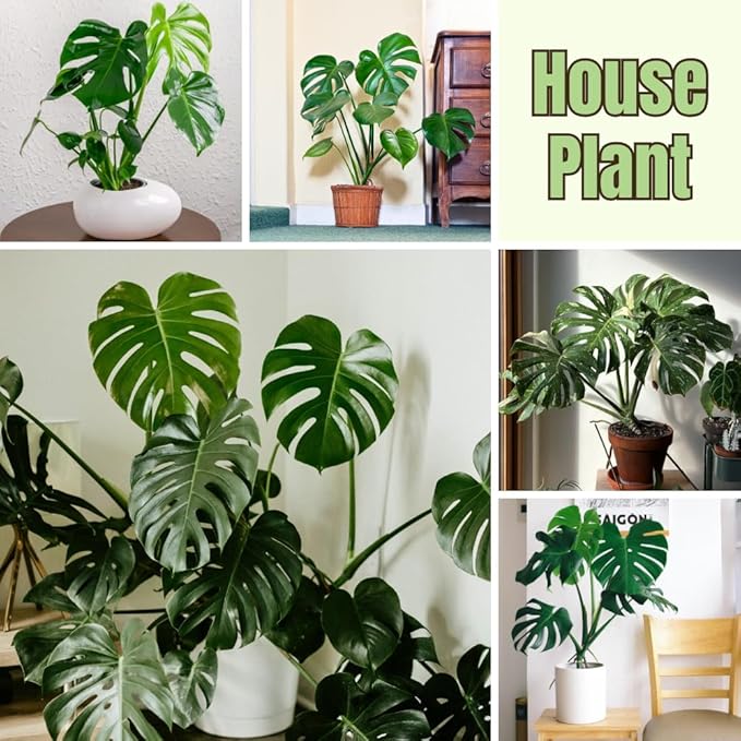 Monstera Plant Live, Monstera Fully Rooted 4-7'' Tall, No Pot, Easy-Care, Fast-Growing Indoor Houseplant (Deliciosa Swiss Cheese)