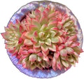 Live Succulent Echeveria Mebina Variegata,3.5 Inches Mini Succulents Plants Live,Bare Root Without Pot Soil,Clustered Live Plants,House Plants for Gift Party Wedding Garden Baby Shower DIY Decor