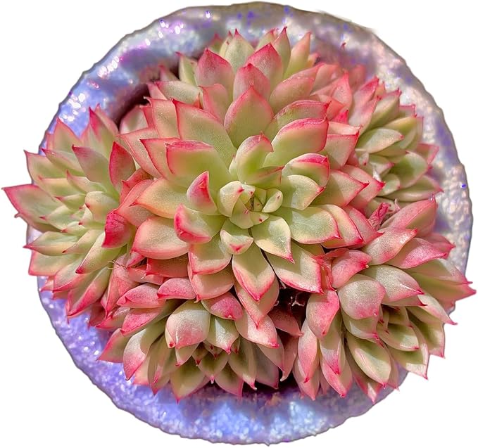 Live Succulent Echeveria Mebina Variegata,3.5 Inches Mini Succulents Plants Live,Bare Root Without Pot Soil,Clustered Live Plants,House Plants for Gift Party Wedding Garden Baby Shower DIY Decor