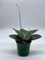 BubbleBlooms Hoya Macrophylla, Very Rare Limited Live Plant, in 4 inch Pot