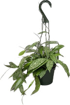 Hoya Publicalyx Splash Red Button - Hoya Plant - Air Purifying Plant - Pet Friendly Plant - Hoya Plants Live Houseplants - Wax Plant (Multiple Plants, 6" Hanging Pot)
