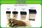Greenwood Nursery: Live Shrub Plants - Spicebush + Lindera Benzoin - [Qty: 10x Quart Pots] - (Click for Other Available Plants/Quantities)
