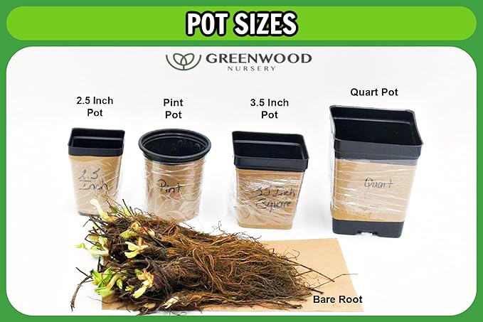 Greenwood Nursery: Live Shrub Plants - 'Black Knight' Butterfly Bush + Buddleja/Buddleia Davidii - [Qty: 10x Pint Pots] - (Click for Other Available Plants/Quantities)