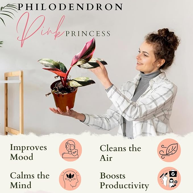 2 Inches Philodendron Pink Princess Live Plant with 4" Pot - Philodendron Plant Live Easy to Grow and Air Purifying - Indoor Houseplants for Home Office Wedding Decor & Gift Idea(Heat Pack Included)