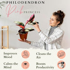 2 Inches Philodendron Pink Princess Live Plant with 4" Pot - Philodendron Plant Live Easy to Grow and Air Purifying - Indoor Houseplants for Home Office Wedding Decor & Gift Idea(Heat Pack Included)