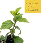 4 Kona Hibiscus | Live Plants in 2.5-inch Nursery Cubes | Hibiscus rosa-sinensis Hybrid Variety | Tropical Evergreen Floral Shrub | Large Pink Double-Blossom Flowers for Home and Garden