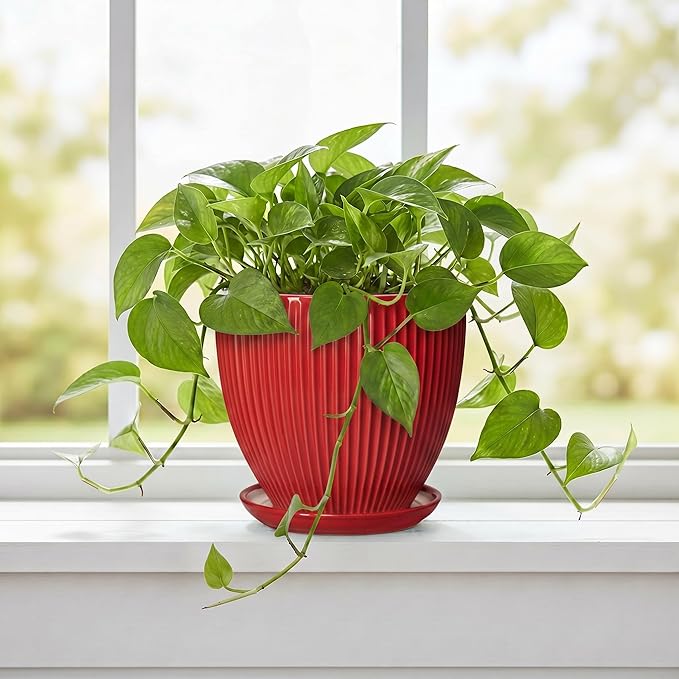 Ceramic Planter, 6 Inch Plant Pot Indoor with Drainage Hole and Saucer, Small Pots for Plants, Modern Succulent Flower Pot, Round Planter, House Garden Decor, Plant Gifts for Women Men, Red