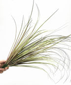 CATTREE Fake Plants Artificial Wheat Grass Outdoor Shrubs 8 Bundles, Faux Plastic Leaves Greenery Bushes for Garden Wedding Party DIY Decorations Indoor Office UV Resistant Glass Planter Filler Purple