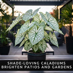 Fancy Green and White Caladium Bulbs for Planting - Easy to Grow Perennial Hosta, Elephant Ears - Great Gift for Plant Lovers (6 Bulbs)