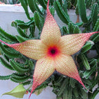 Sets 2 Rare Starfish Cactus Plant Live in 2" Pot, Small Cactus Succulent Well Rooted 4-8 Inch Tall, Ornamental Houseplant for Hanging Basket Trailing