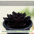 LEAL PLANTS ECUADOR Echeveria Dark Purple (Pack of 2) | Echeveria Succulent Purple Pearl |Natural Décor Plant |Evergreen Live Indoor Plant