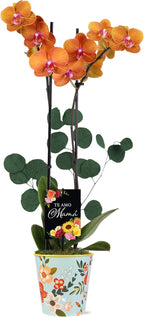 Green Circle Growers 5" Salmon Orchid Live Plant in Rifle Tin Planter with Eucalyptus Accent – Elegant Orchid Gift, Mother’s Day Plant Gift, Indoor Flowering Houseplant