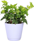 Thorsen's Greenhouse Live Green English Ivy Plant, Hedera Helix, Natural Air Purifier, Easy to Grow, Live Indoor Houseplant, 4" Diameter Pot (Lavender)