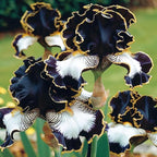 200+Mixed Rare Iris Flower Seeds to Plant Outdoor- Perennial Beautiful Blooms for Your Garden Home