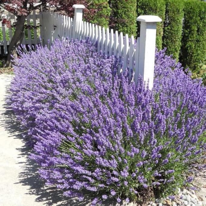 4 Lavender Plants Live Starter Plants 4-6" in Tall, Hardy Perennial Lavender for Garden and Landscape with Fragrant Purple Blooms, No Pot (Creek)