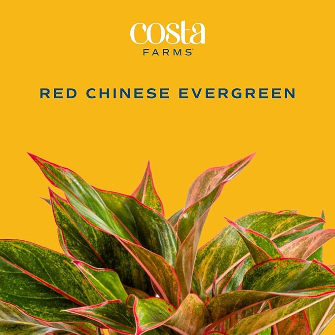 Costa Farms Chinese Evergreen, Easy to Grow Live Indoor Plant Aglaonema, Potted Houseplant in Cute Decor Pot, Everyday Gift for Mom, Wife, Daughter, Son Room Decor, 1 Foot Tall